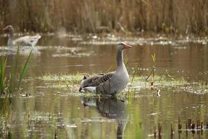 gansos, fauna dentro a Água Zwanen natureza reserva dentro norte Holanda, a Holanda. grande quantidade do diferente pássaros para ver. foto