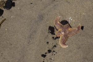 estrelas do mar às a praia, Países Baixos foto