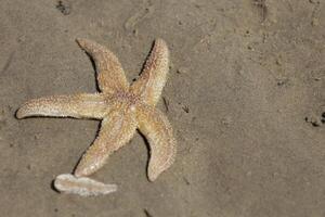 estrelas do mar às a praia, Países Baixos foto