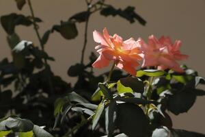 rosas cor de rosa no jardim foto