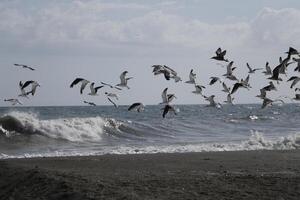 gaivotas às a de praia e dentro a céu foto