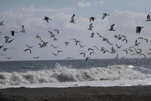 gaivotas às a de praia e dentro a céu foto