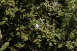 arbusto com uma borboleta foto