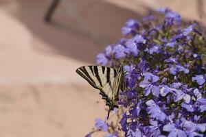 escasso rabo de andorinha em lobelia flores foto