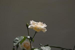 rosa branca no jardim foto