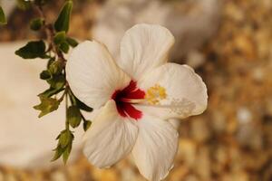 vermelho branco hibisco flor foto