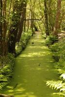 canal dentro a floresta, a Países Baixos foto