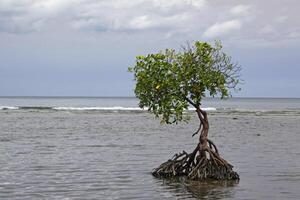 mangue árvore dentro a mar foto