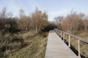 caminhando caminho dentro a dunas e floresta, sint Maartenszee, a Países Baixos foto