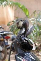 macaco em uma bicicleta foto