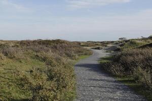 caminhando caminho dentro a dunas e floresta, sint Maartenszee, a Países Baixos foto