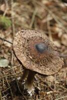 cogumelo venenoso, outono, floresta, Europa foto