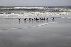 ostraceiros às a Alto maré linha foto