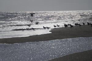 gaivotas às a de praia e dentro a céu foto