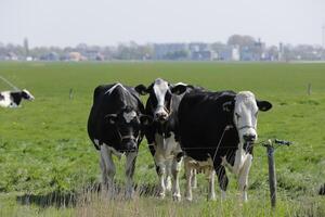 curioso vacas dentro a Prado, Países Baixos foto