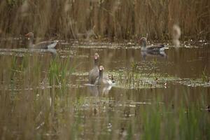 gansos, fauna dentro a Água Zwanen natureza reserva dentro norte Holanda, a Holanda. grande quantidade do diferente pássaros para ver. foto