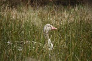 gansos, fauna dentro a Água Zwanen natureza reserva dentro norte Holanda, a Holanda. grande quantidade do diferente pássaros para ver. foto