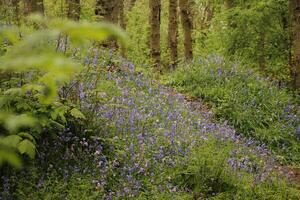 azul sinos dentro a floresta, primavera, a Países Baixos foto