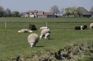 ovelha e cordeiros dentro a Prado dentro a Países Baixos foto