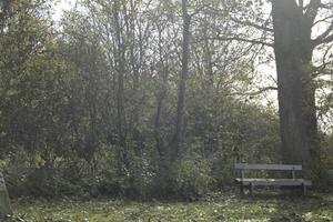 outono cores dentro a parque, Países Baixos foto