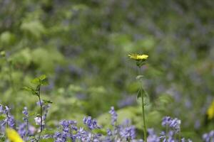 amarelo azul Primavera flores, a Países Baixos foto