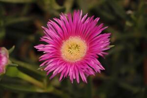 Rosa hotentotleef, plantar a partir de sulista África foto