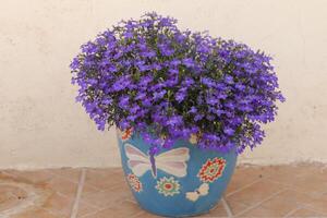 azul lobelia dentro flor Panela foto