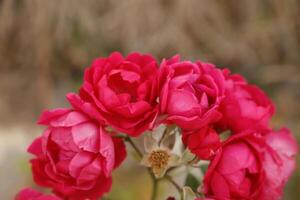 vermelho rosas símbolo do amor foto