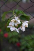 desbotado flores do maçã árvore coberto com pingos de chuva dentro uma metal malha, plantar fundo foto