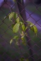 uvas, hera crescendo em uma grade, jovem brotos, plantar fundo foto