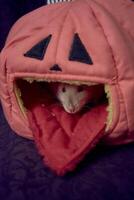 albino padrão rato esconde dentro a cama casa dentro a forma do uma abóbora foto