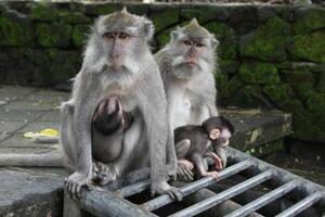 macaco têmpora dentro ubud, bali foto