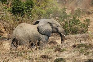 elefante anda em dentro a selvagem, benin foto