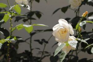 rosas brancas no jardim foto