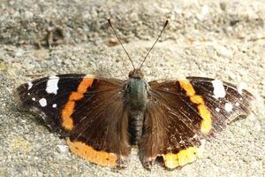 atalanta borboleta, inseto, lindo foto