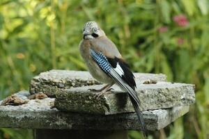 colorida Jay pássaro foto