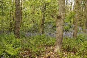 azul sinos dentro a floresta, primavera, a Países Baixos foto