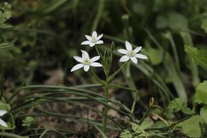 branco flores dentro a primavera, a Países Baixos foto