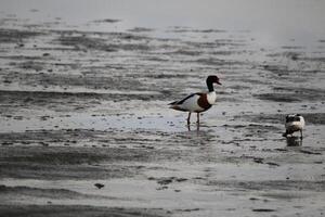 diferente tipo do patos Visita a ilha, vlieland, Países Baixos foto