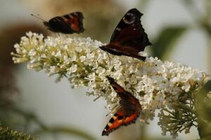 borboleta bebidas néctar a partir de uma flor foto