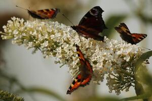 borboleta bebidas néctar a partir de uma flor foto