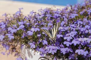 escasso rabo de andorinha em lobelia flores foto