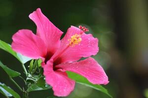 Rosa hibisco flor com chuva gotas foto