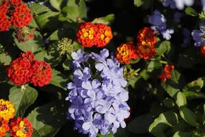 plumbago e lantana flores dentro a jardim foto