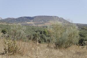 montanhas panorama dentro província málaga, Espanha foto