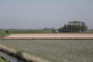 tulipas florescendo, primavera, a Holanda, campos de flores foto