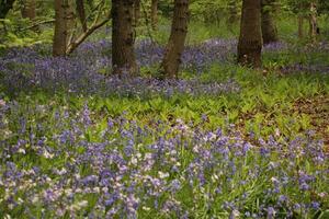 azul sinos dentro a floresta, primavera, a Países Baixos foto