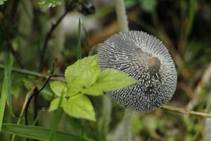 cogumelo venenoso, outono, floresta, Europa foto