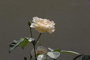 rosas brancas no jardim foto