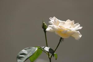 rosa branca no jardim foto